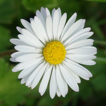 Das Gänseblümchen (Bellis perennis)