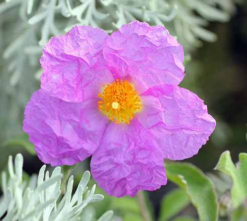 schöne Blüte der Zistrose