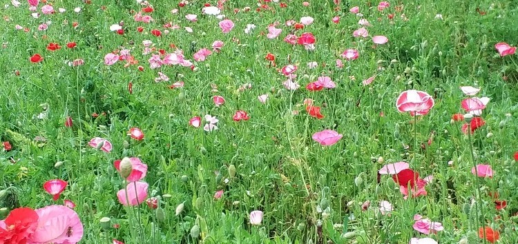 blumenwiese, die zum Frühjahrsputz mit Räuchern animiert