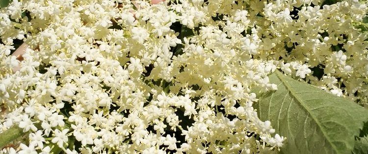 Holunder-Blüten sammeln, trocknen und verwenden