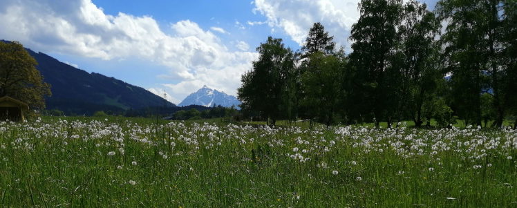 wiese berge natur e1590144661460