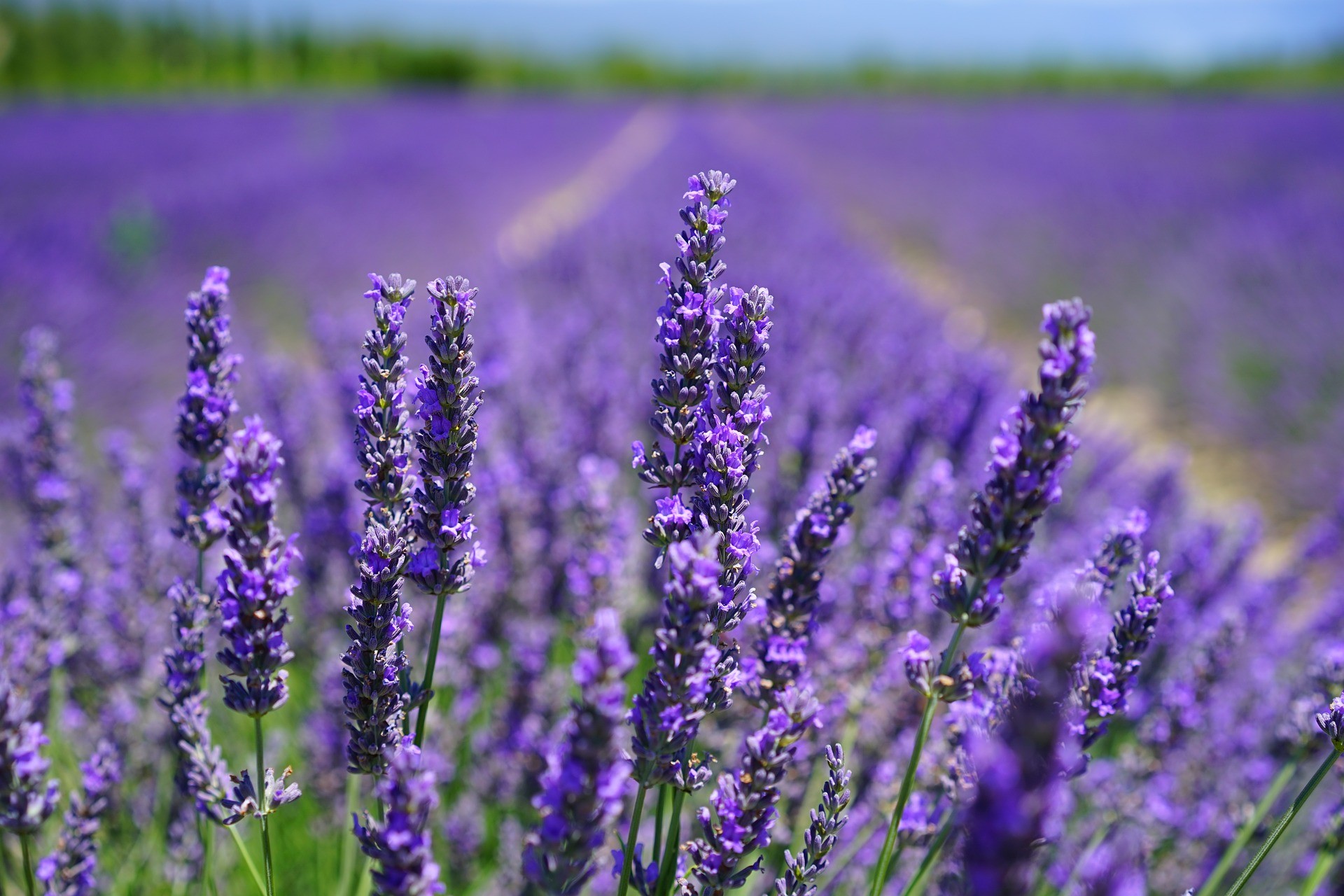 Lavendel