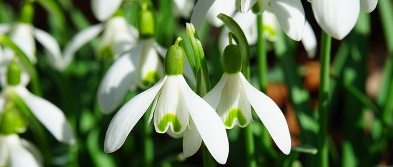 Schneeglöckchen, Frühling