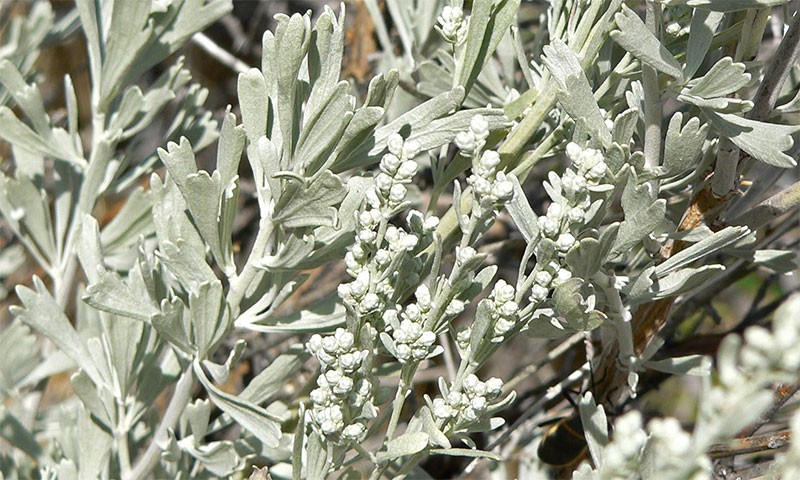 Wüsten-Beifuß – Artemisia tridentata