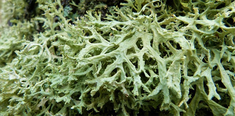 Eichenmoos – evernia prunastri