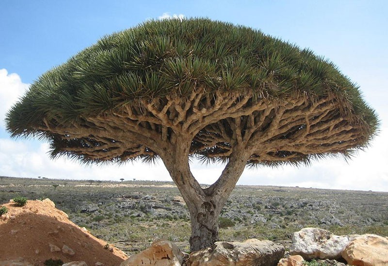 drachenblut baum in der wueste