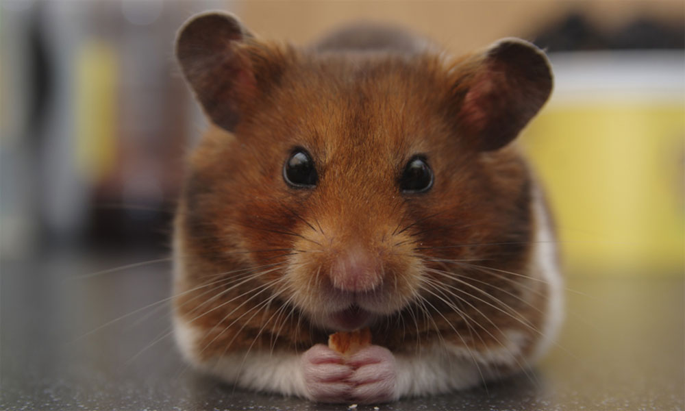 hamster von vorn