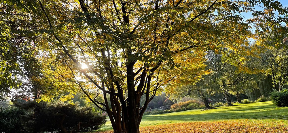 sonne im Herbst - samhain