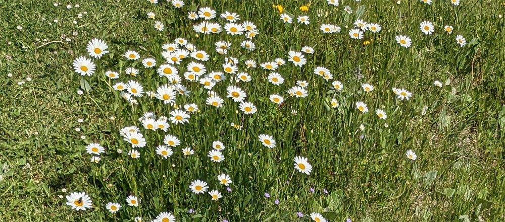 üppige Blütenpracht der Margeriten