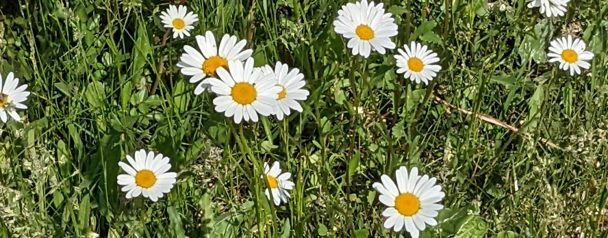 Margerite – Die weiße Blume für das Herz