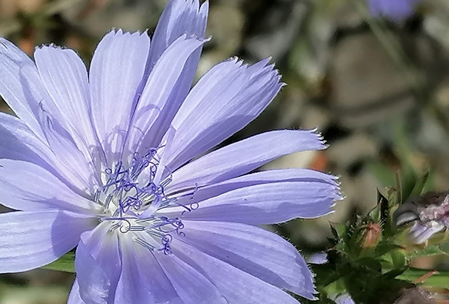 schönes Blau der Wegwarte