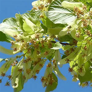 Lindenblüten zum Räuchern