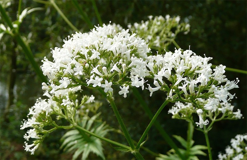 Baldrian – Valeriana officinalis