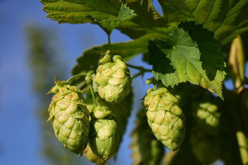 hopfendolden am baum haengend, vor blauem himmel