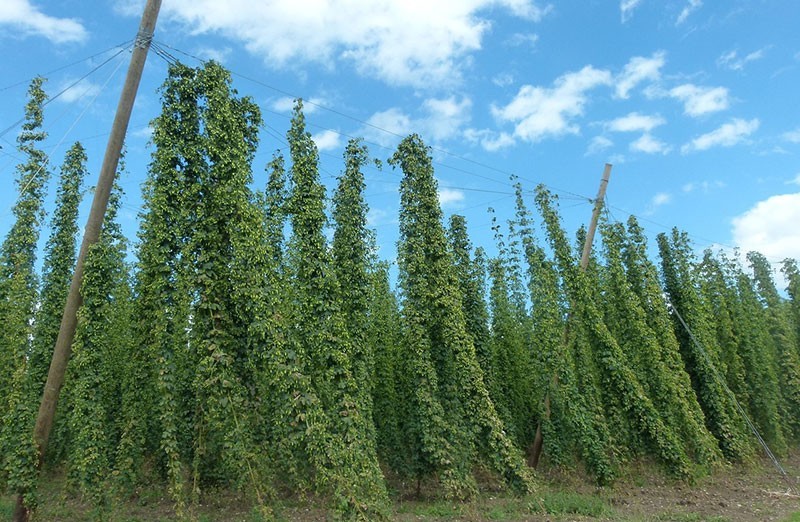 ein hopfenfeld, auf dem der hopfen n aufgespannten schnueren hinaufwachsen kann