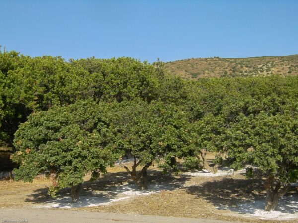 Mastixbaeume im Sueden von Chios