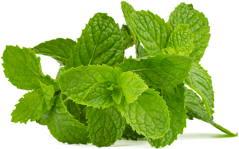 Pfefferminze – Mentha piperita