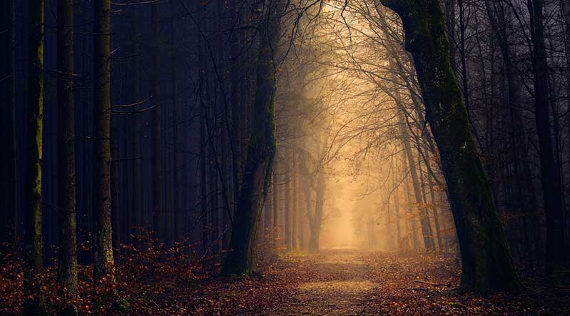 zwölf rauhnaechte herbststimmung im wald